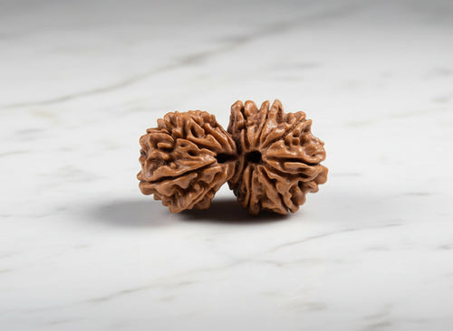 Gauri Shankar Rudraksha