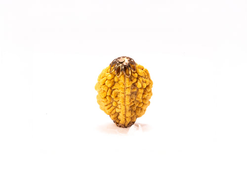 2 Mukhi Nepali Rudraksha