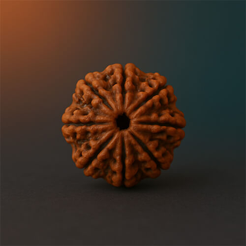 Aath Mukhi-Eight-Faced Rudraksha - Lab Certified (Without Mala)