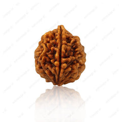 2 Mukhi Nepali Original Rudraksha