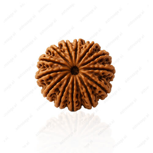 Terah Mukhi- Thirteen Faced Rudraksha - Lab Certified