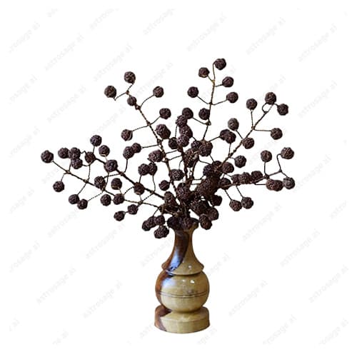 Rudraksh Tree (108 Natural Beads)