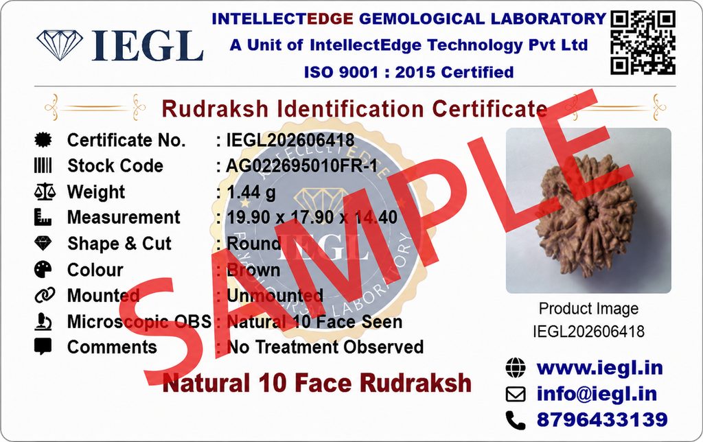 10 Mukhi Rudraksha (Nepali)
