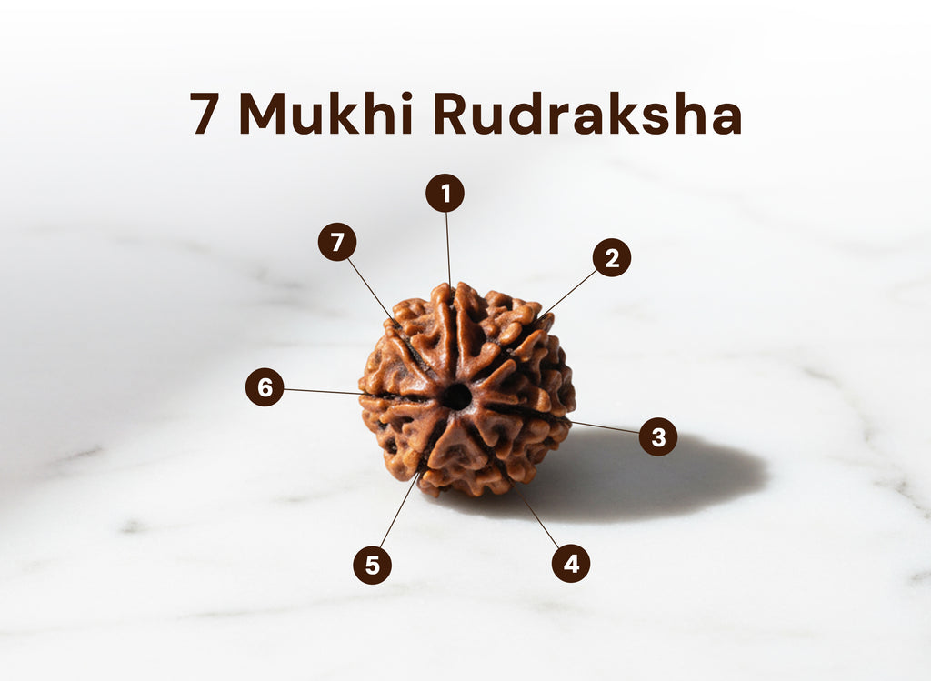7 Mukhi Rudraksha (Nepali)