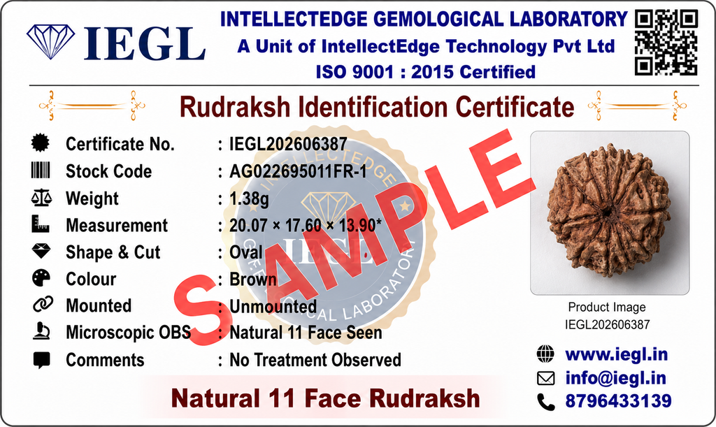 11 Mukhi Rudraksha (Nepali)