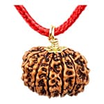 Baarah Mukhi-Twelve-Faced Rudraksha - Lab Certified (Without Mala)