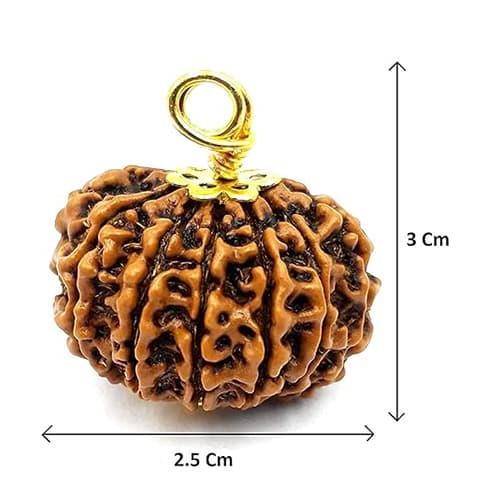 Baarah Mukhi-Twelve-Faced Rudraksha - Lab Certified (Without Mala)