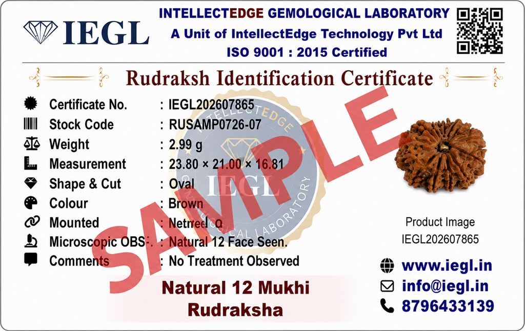Baarah Mukhi-Twelve-Faced Rudraksha - Lab Certified (Without Mala)