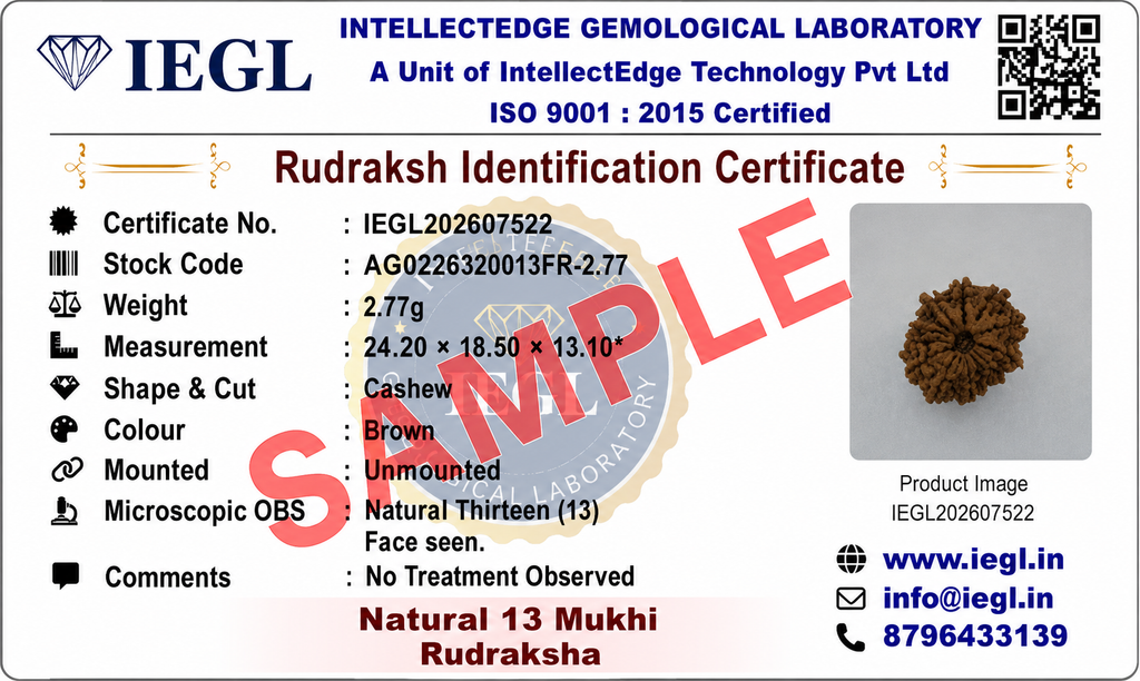 13 Mukhi Rudraksha (Nepali)