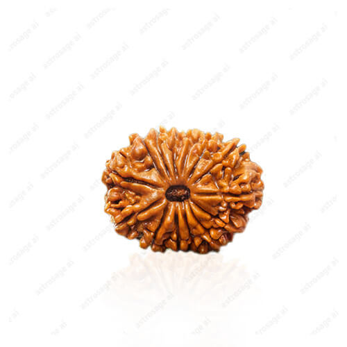 14 Mukhi Natural Nepali Rudraksha