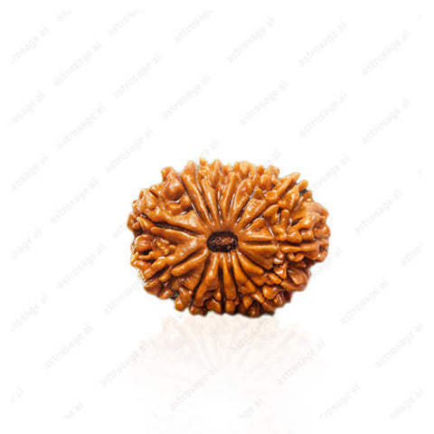 14 Mukhi Natural Nepali Rudraksha