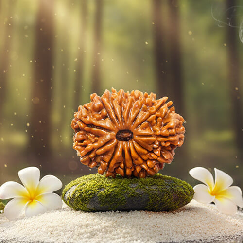 14 Mukhi Rudraksha