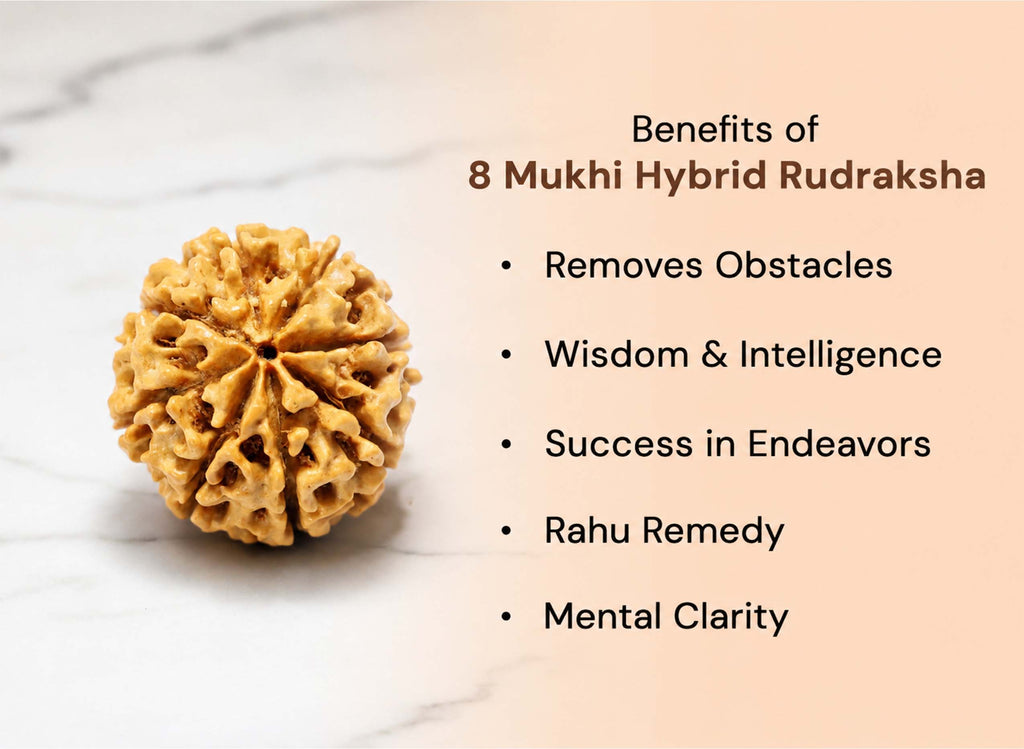 8 Mukhi Hybrid Rudraksha (Nepali)