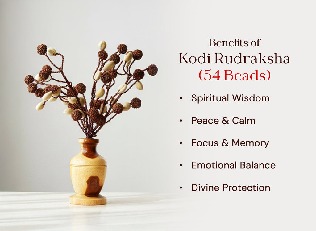 Kodi Rudraksha Tree (54 Beads)
