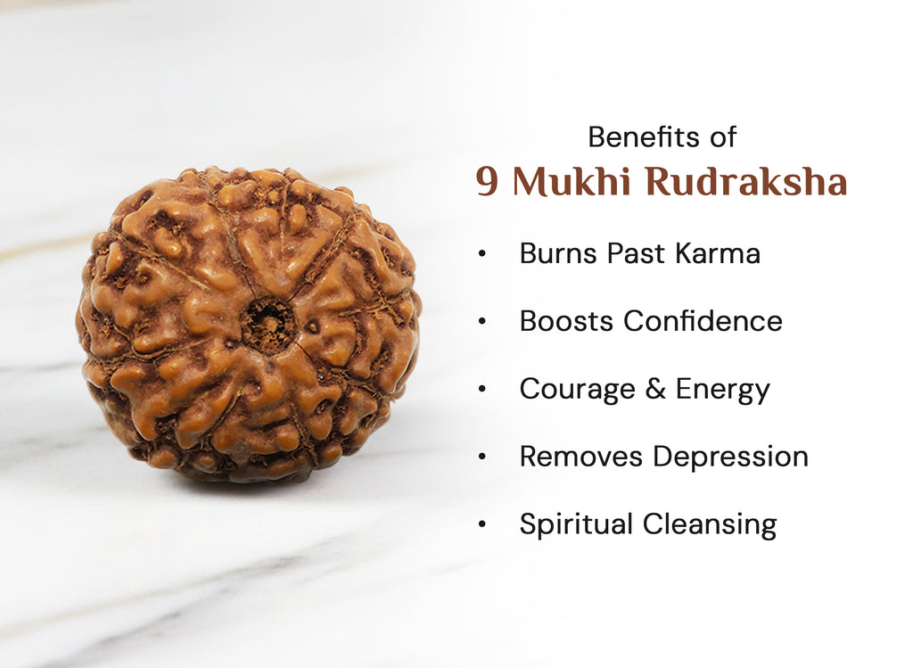 Nau Mukhi- Nine Faced Indo Ruadraksha - Lab Certified