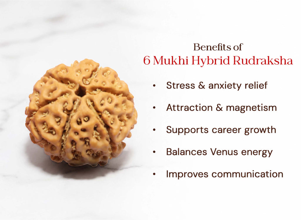 6 Mukhi Hybrid Rudraksha (Nepali)