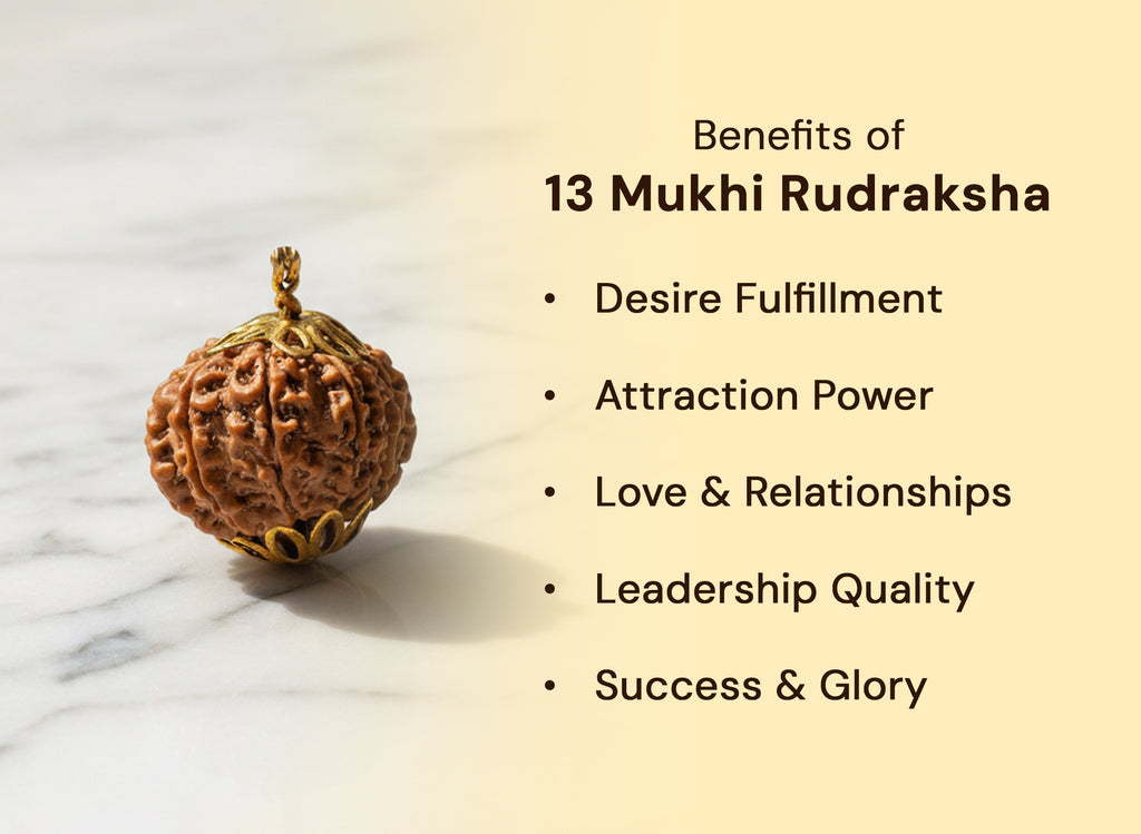 13 Mukhi Rudraksha (Nepali)