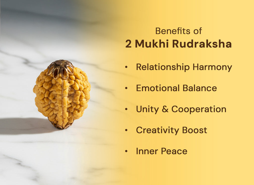 2 mukhi Nepali Rudraksha