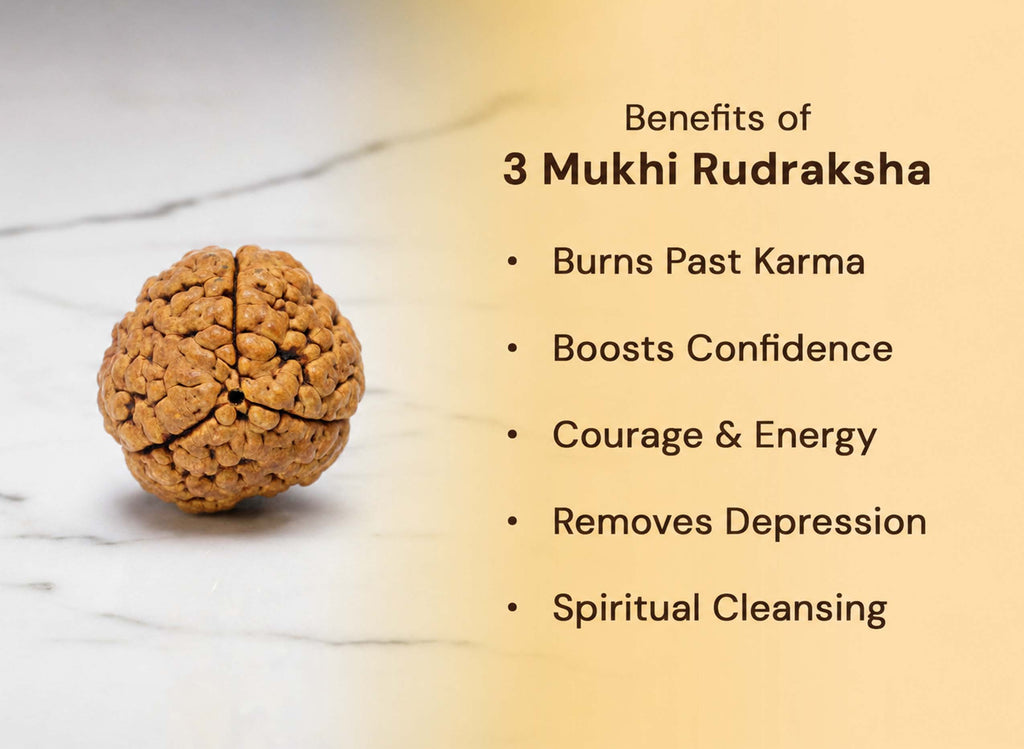 3 Mukhi Hybrid Rudraksha (Nepali)