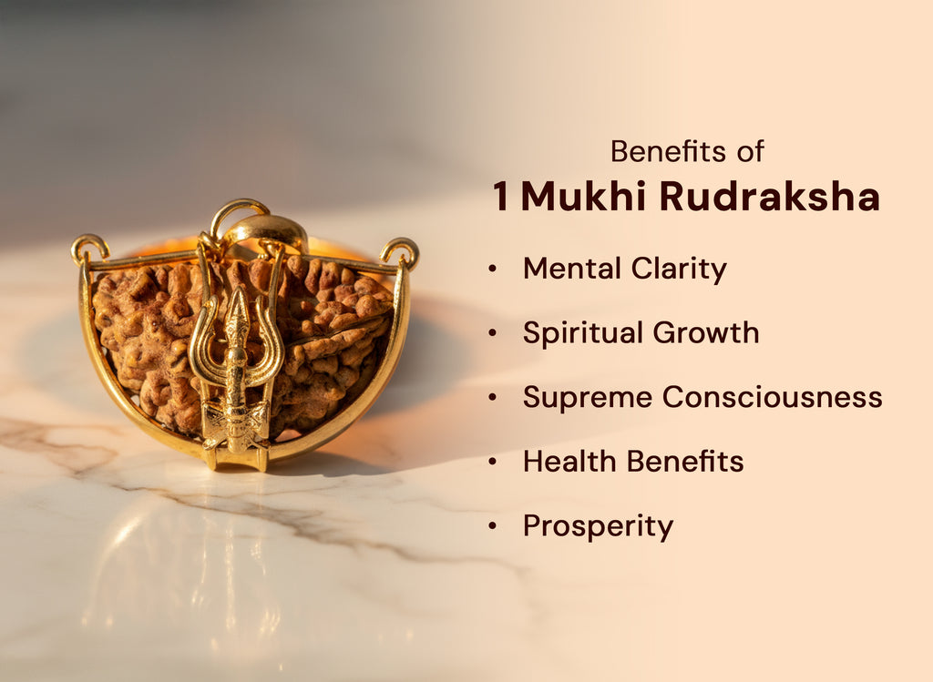 Ek Mukhi One Faced Trishul Rudraksha - Lab Certified