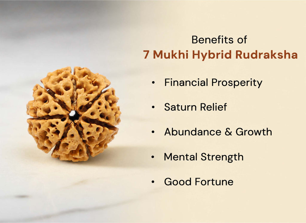 7 Mukhi Hybrid Rudraksha (Nepali)