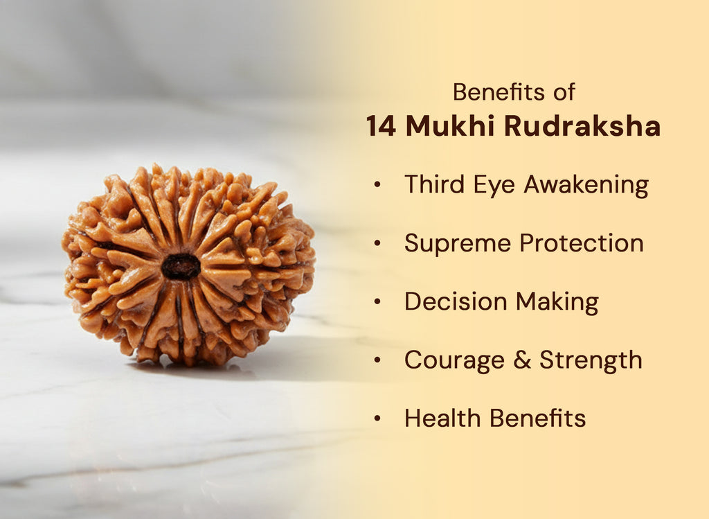 14 Mukhi Rudraksha (Nepali)