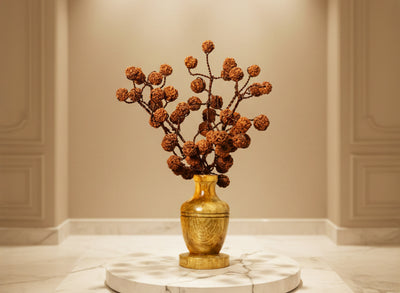Rudraksha Tree (For Home Peace, Gift, Office Desk)