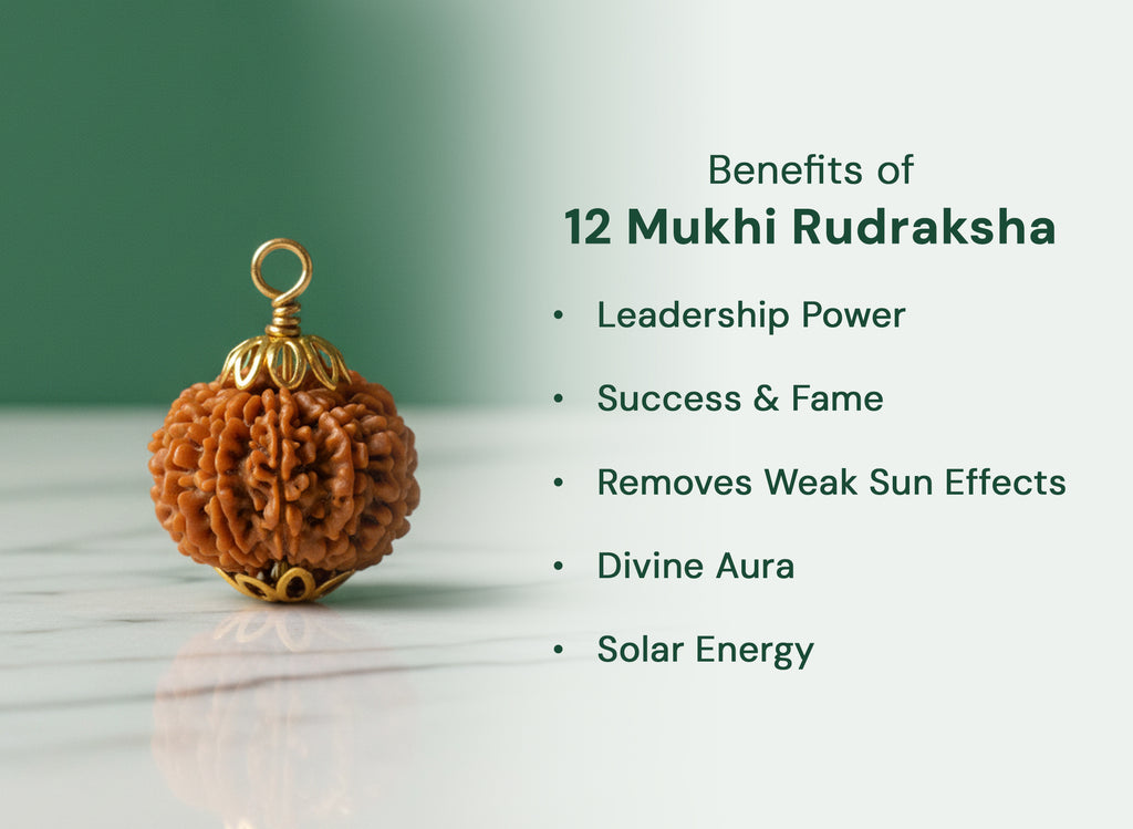 12  Mukhi Original  Nepali Rudraksha