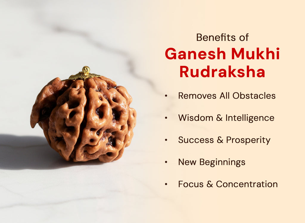 Ganesh Mukhi Rudraksha Original Nepali Rudraksha
