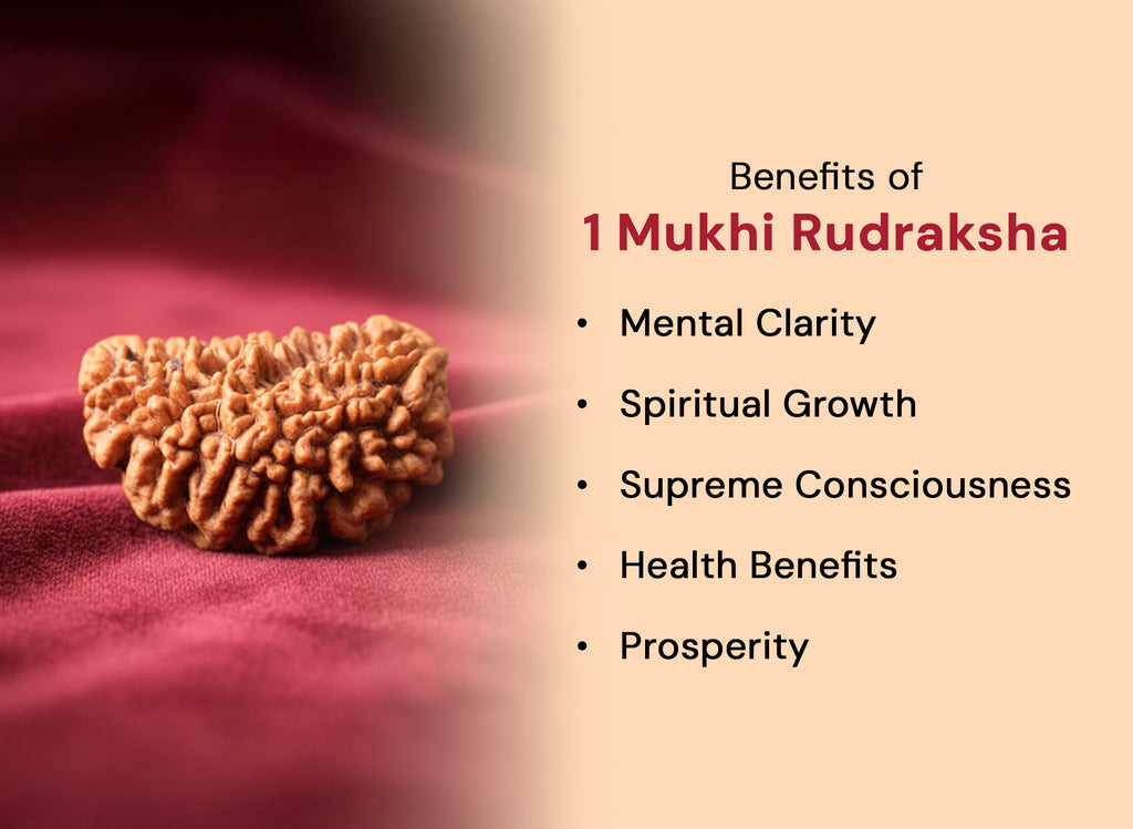 1 Mukhi (Kaju) Rudraksha
