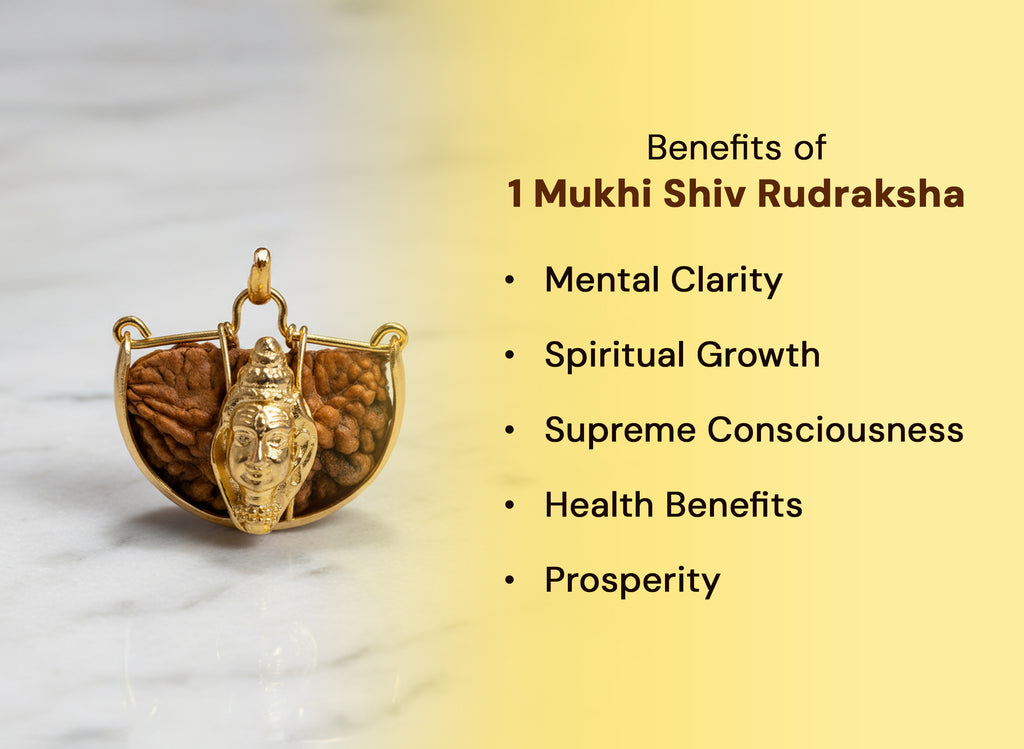 1 Mukhi (Shiv) Rudraksha