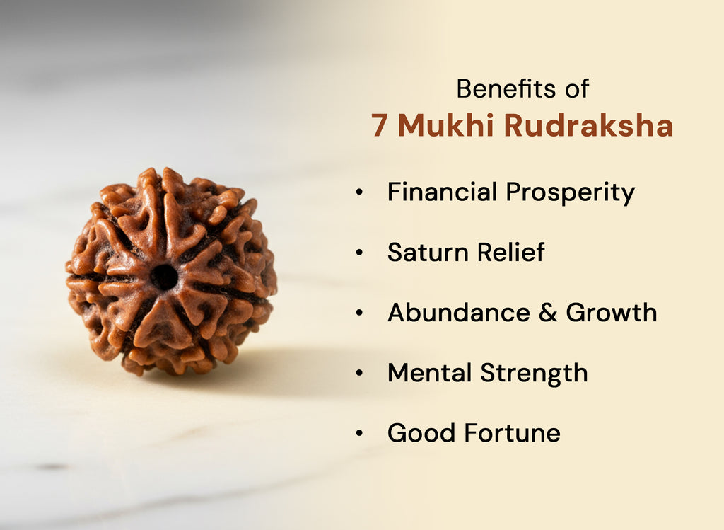 7 Mukhi Original Nepali Rudraksha