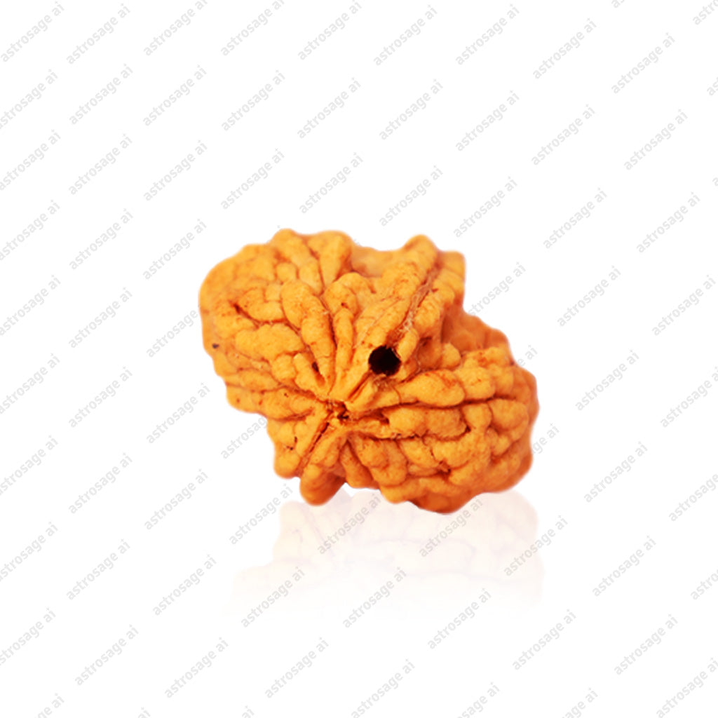 5 Mukhi Nepali Rudraksha