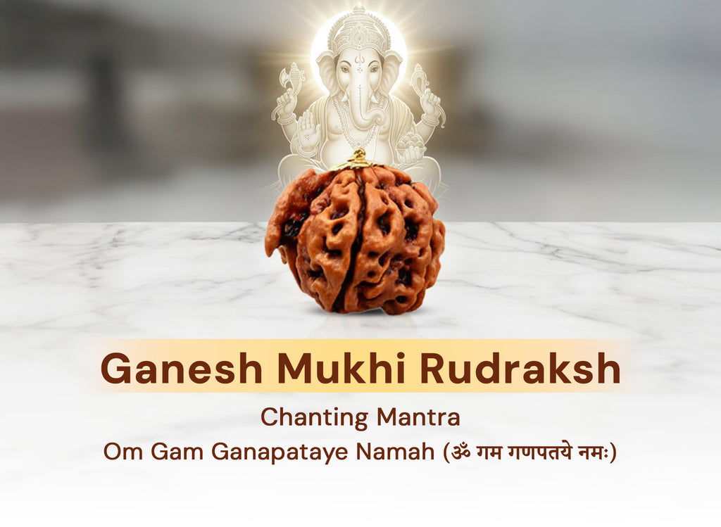 Ganesh Mukhi Rudraksha Original Nepali Rudraksha