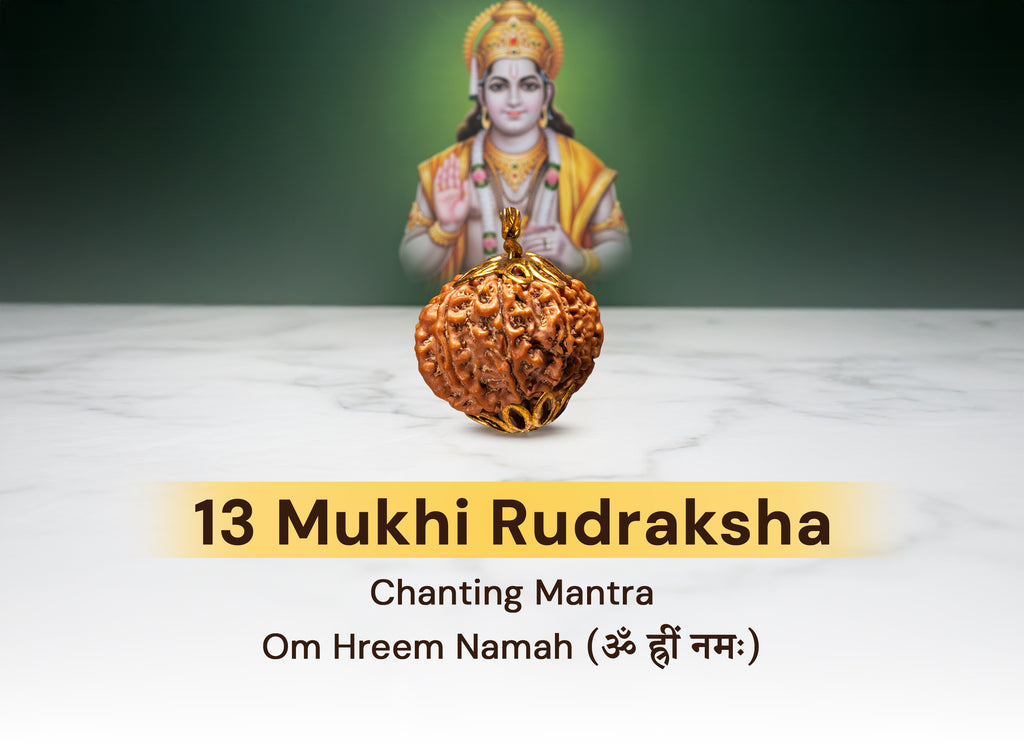 13 Mukhi Natural Nepali Rudraksha