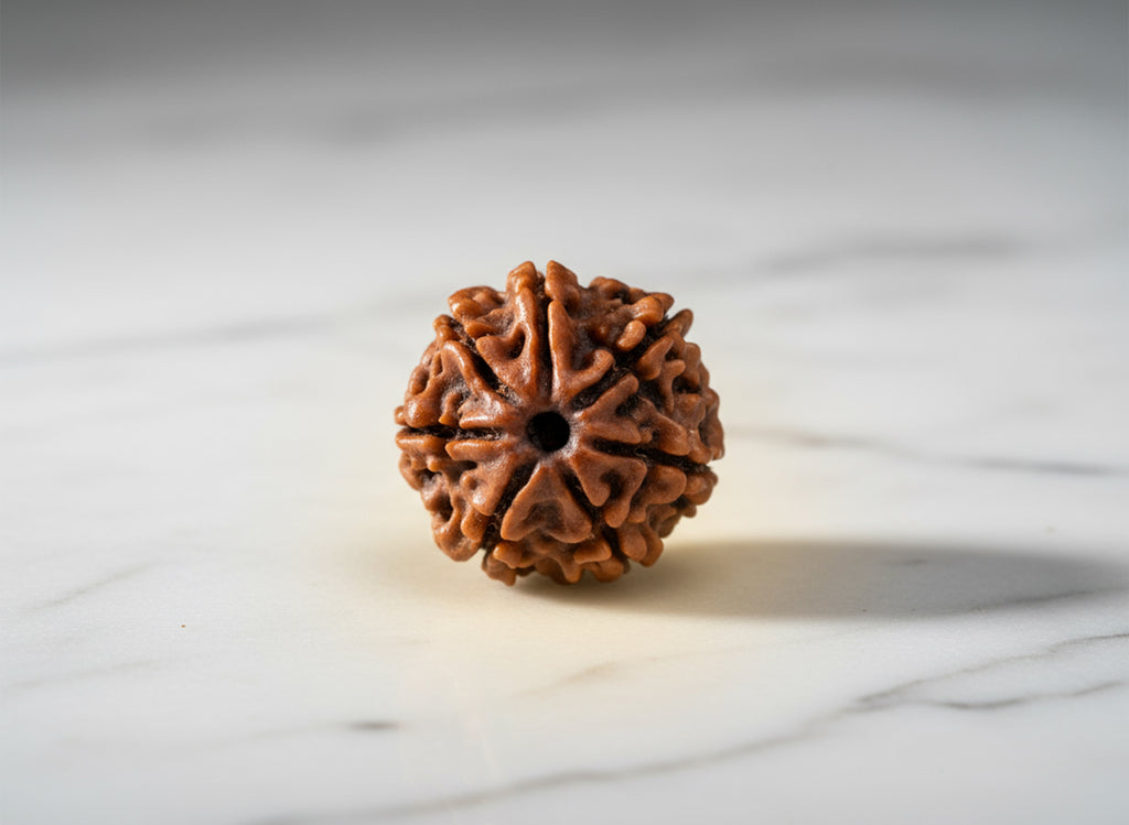 7 Mukhi Original Nepali Rudraksha