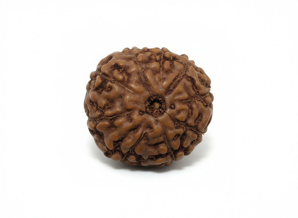 Nau Mukhi- Nine Faced Indo Ruadraksha - Lab Certified