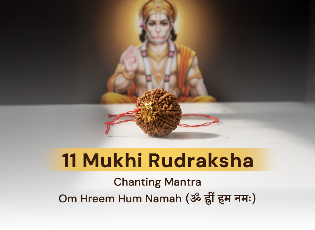 11 Mukhi Original Nepali Rudraksha