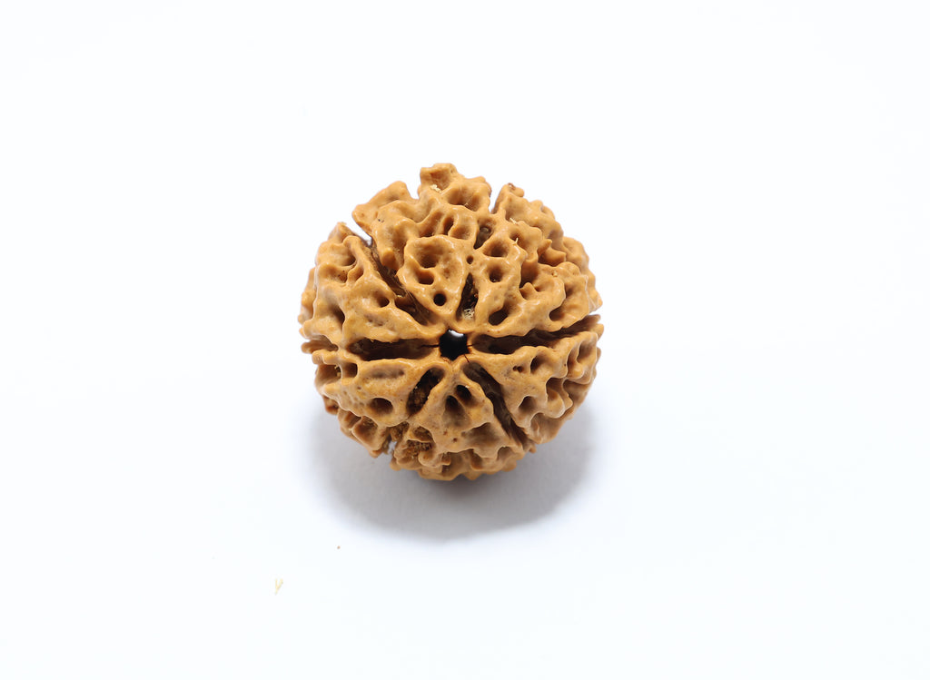 6 Mukhi Hybrid Rudraksha (Nepali)