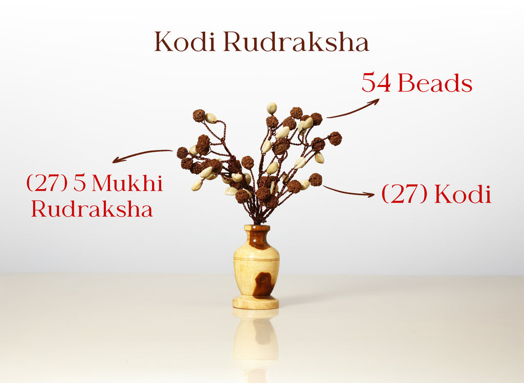 Kodi Rudraksha Tree (54 Beads)
