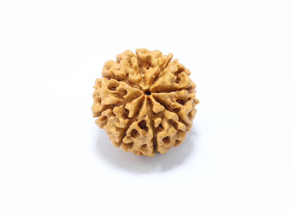 8 Mukhi Hybrid Rudraksha (Nepali)