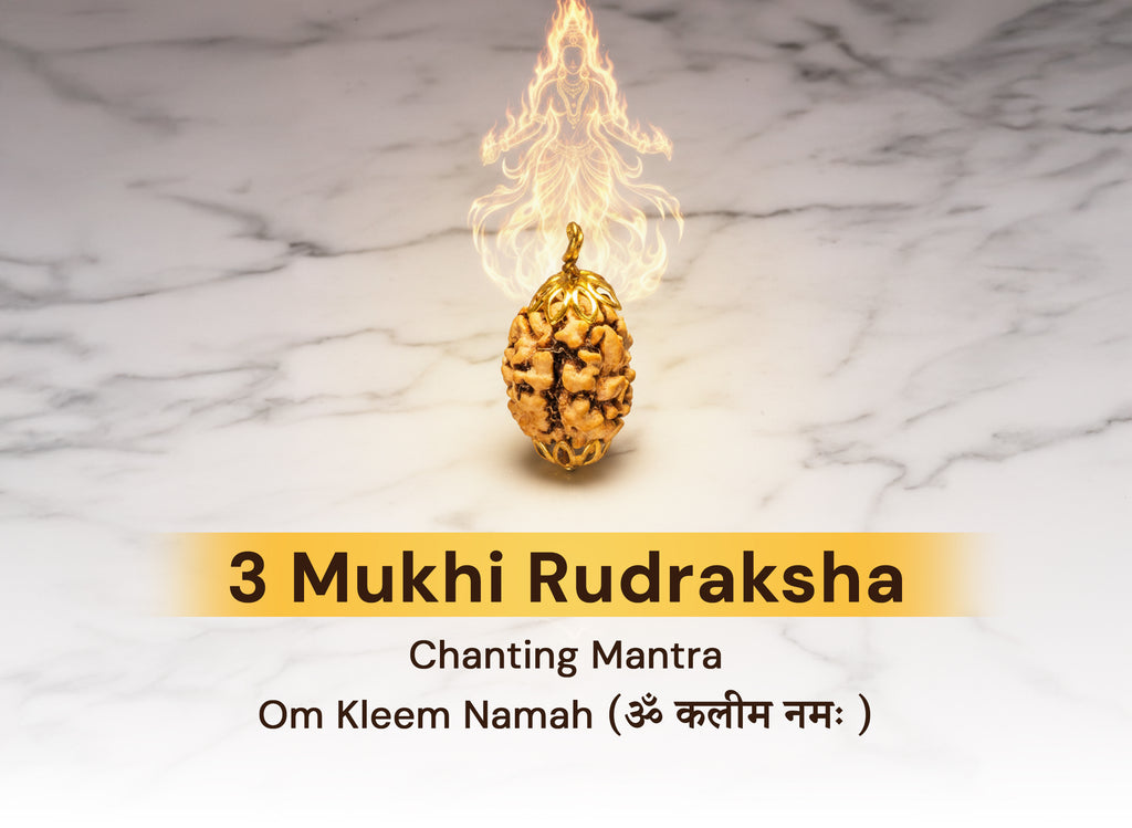 3 Mukhi Indian Original Rudraksha