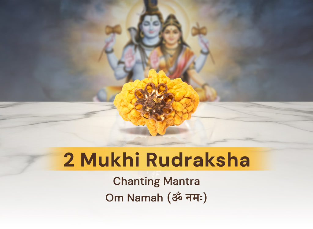 2 mukhi Nepali Rudraksha