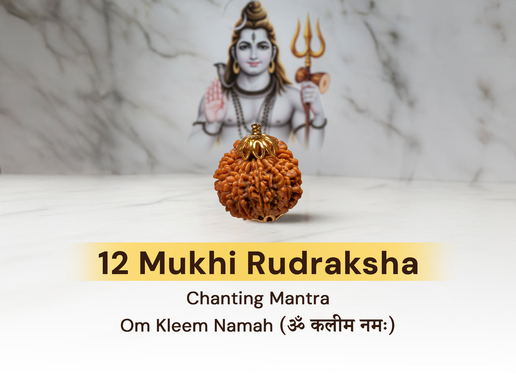 12  Mukhi Rudraksha (Nepali)