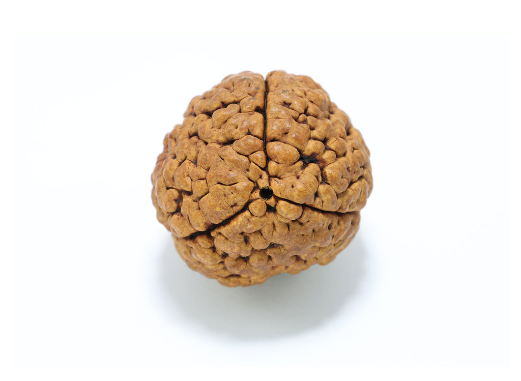 3 Mukhi Hybrid Rudraksha (Nepali)
