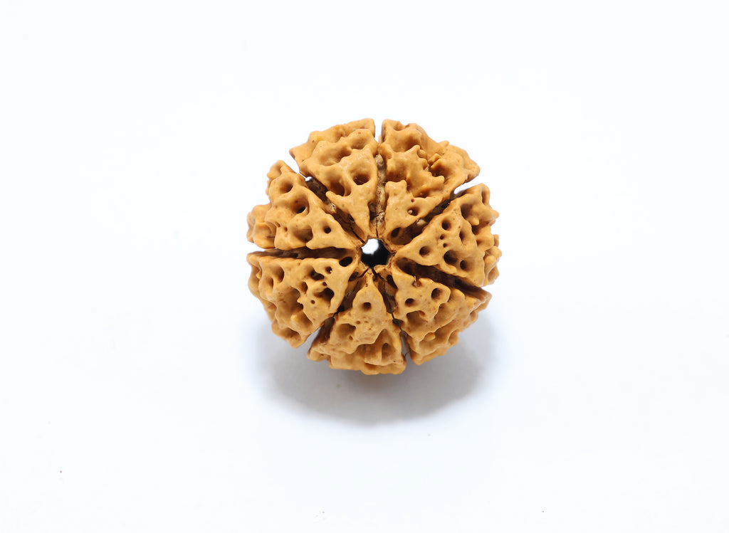 7 Mukhi Hybrid Rudraksha (Nepali)