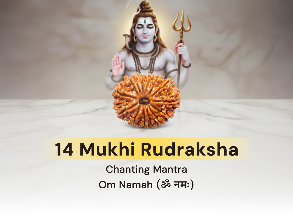 14 Mukhi Rudraksha (Nepali)