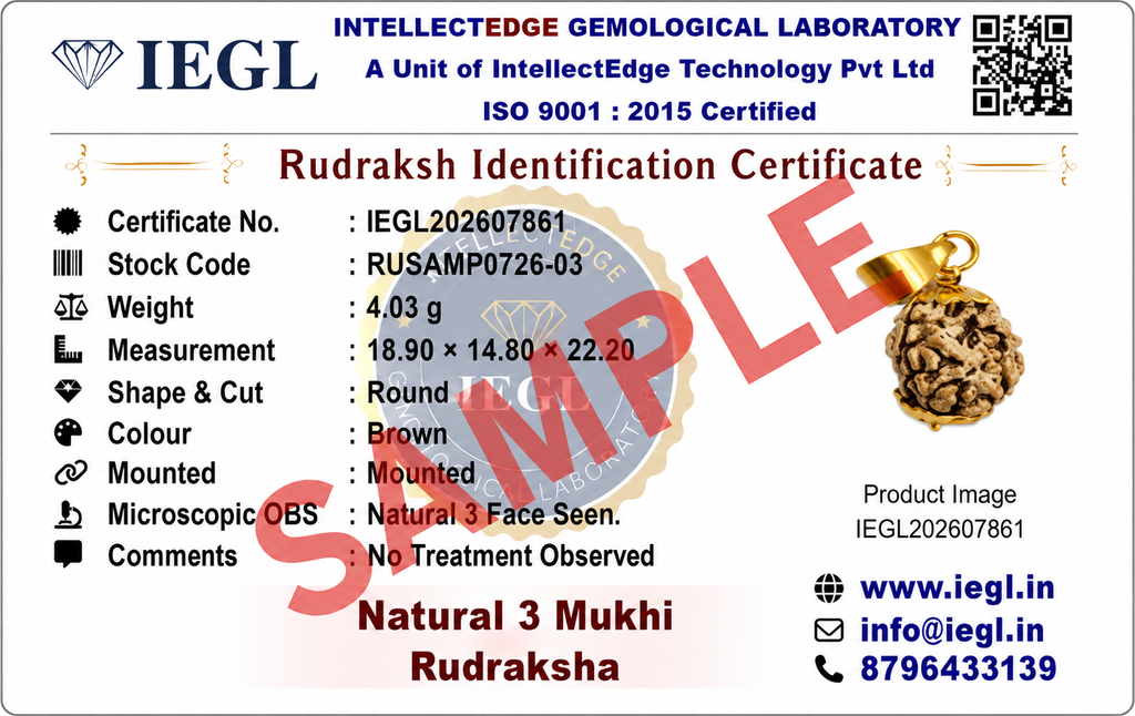 3 Mukhi Indian Rudraksha