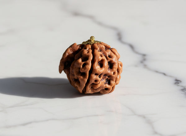 Ganesh Mukhi Rudraksha Original Nepali Rudraksha