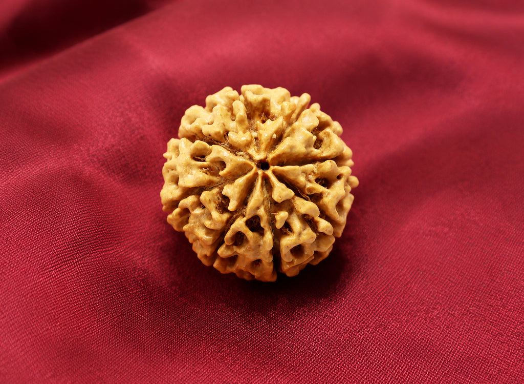 8 Mukhi Hybrid Rudraksha (Nepali)
